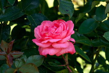 Beautiful blossoming pink rose flower in the garden.