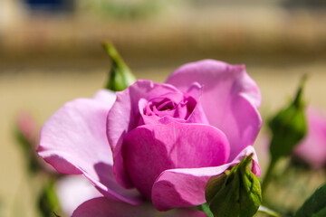 a close of a purple rose in the garden at Little Corona Beach in Newport Beach California