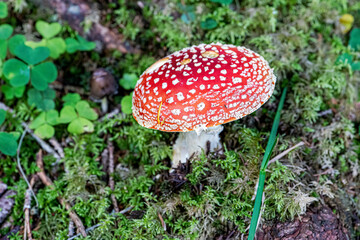 Great variety of wild mushrooms in the woods.
