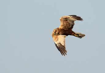 Eurasian Marsh harrier eyes on the ground at Asker Marsh, Bahrain