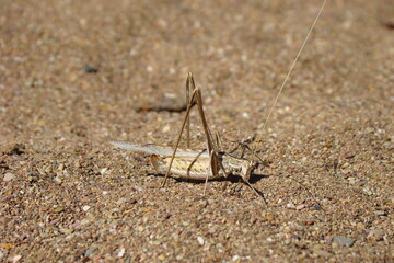 Lily Bush-cricket (Tylopsis lilifolia), female