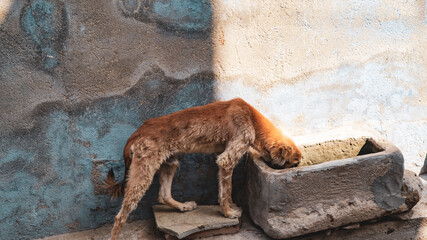 Stray street dog in India drinking from a water trough