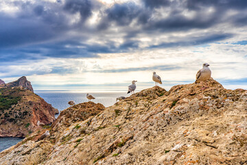 Seagulls sitting on mountain cliff against seascape in autumn cloudy day. Wild birds sea gulls in nature in mountain area on background of sky and water. Beautiful natural scenery
