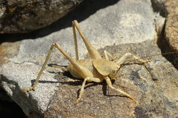 Two-toothed Bush-cricket (Thyreonotus bidens)