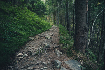 Path in the mountains. Ukrainian Carpathians, Gorgany Ridge.