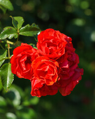Beautiful branch of blossoming red rose flowers in the garden.