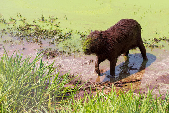 capybara on a lake covered with moss