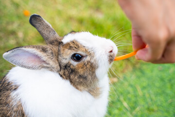 feed carrot to cute rabbit