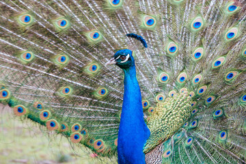 Naklejka premium Peacock in Launceston Tasmania Australia