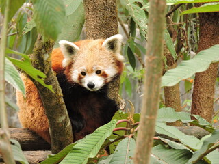 Red Panda at Padmaja Naidu Himalayan Zoological Park in Darjeeling, India.