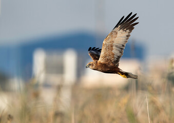 Eurasian Marsh harrier flying at Asker Marsh, Bahrain