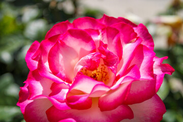 a close up of a white and pink flower in the garden at Little Corona Beach in Newport Beach...