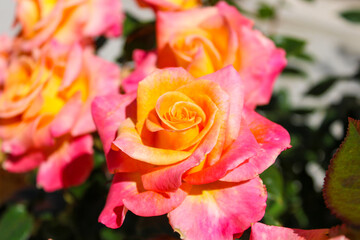 red and orange roses in the garden surrounded by lush green leaves at Little Corona Beach in...