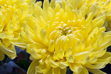 Chrysanthemum and white card with a place for a text on a white background
