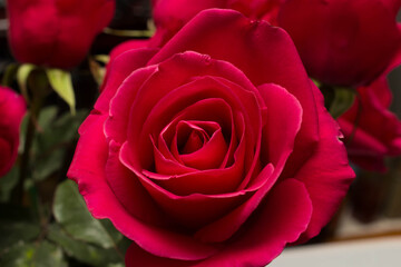 red roses and white card with a place for a congratulatory text on a black background