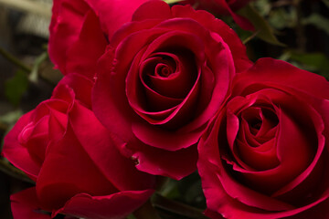 red roses and white card with a place for a congratulatory text on a black background