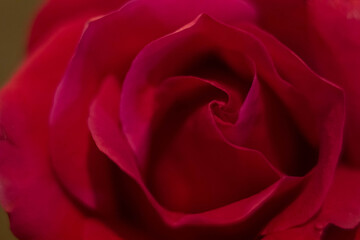red roses and white card with a place for a congratulatory text on a black background