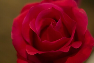 red roses and white card with a place for a congratulatory text on a black background
