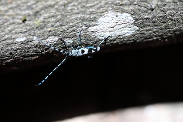  Rosalia longicorn (Rosalia alpina) or Alpine longhorn beetle