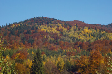 Autumn forest in the mountains. Carpathians