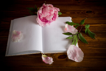 pink beautiful peony with petals, blank notebook for text