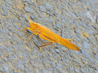 Large Conehead (Ruspolia nitidula)