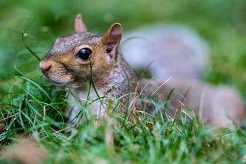 Naklejka na ściany i meble little squirrel in a park