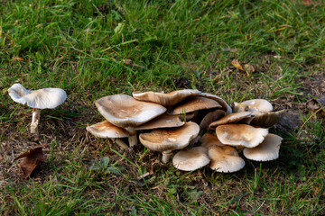 Wild mushrooms growing in grass