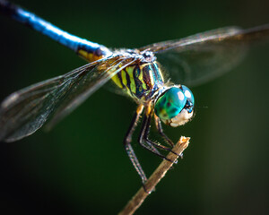 Close up of a Blue Dasher along the nature trail in Pearland, Texas!