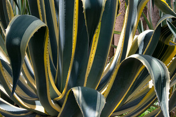 Agave americana, leaves outdoors in a garden exposed to the sun, organic plants in Guatemala, Central America.
