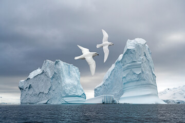 Snow Petrels fly over the ocean with an iceberg as a backdrop - Antarctica  - Powered by Adobe