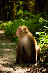 上高地　野生の猿