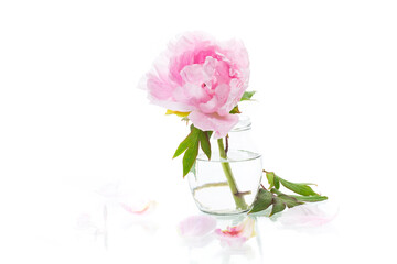 Obraz na płótnie Canvas blooming pink tree peony flower on white background