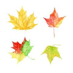 Hand painted watercolor Autumn maple leaves isolated clipart