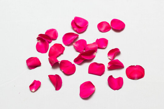 Red rose petals Isolated on white background