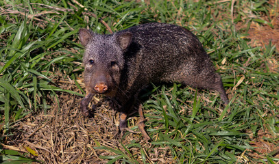 cute collared peccary looking at the camera
