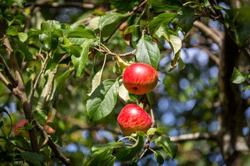 Red apples growing on an apple tree in summer