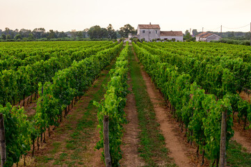 Fototapeta na wymiar Rows with grape plants on vineyards in Campania, South of Italy