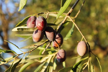 Olives of Manaki variety on olive tree branch in the outskirts of Athens in Attica, Greece.