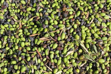 Harvested olives unloaded from truck to press hopper in olive oil mill in the outskirts of Athens in Attica, Greece.