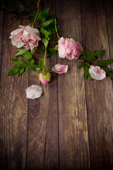 beautiful blooming peonies with petals on a wooden table