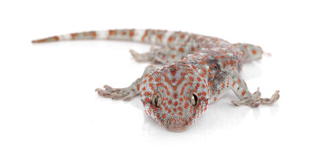 Tokay Gecko, Gekko gecko, against white background