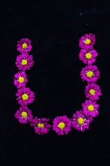 text arranged by purple daisies flowers, black background

N