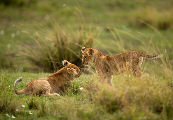 Lion cubs playing in the green at Masai Mara, Kenya