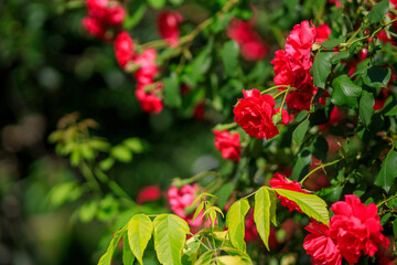 Red roses with green leaves