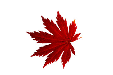 Close-up of autumn leaf on white background