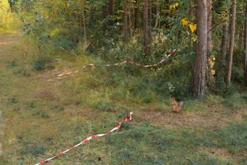 Naklejka premium Red squirrel is looking at caution tape, red and white striped plastic tape tied and crossed on trees . The concept of forests under threat of extinction. Unsuitable habitat for wild animals.