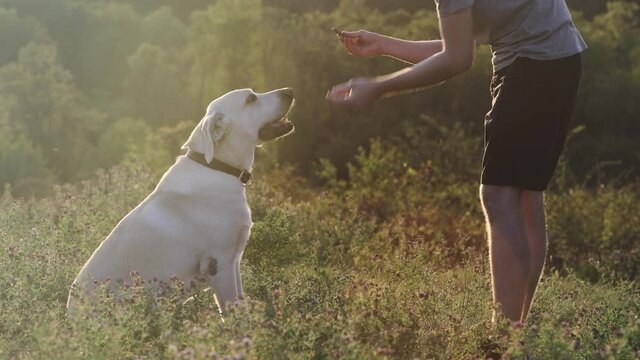 Man with dog on meadow at sunset. Pet owner playing and training handshake with his cute labrador retriever in grass.