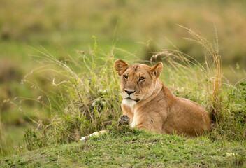 Portrait of a Lioness in the evening light, Masai Mara