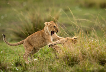 A Lion cub jumping on other, Masai Mara, Kenya